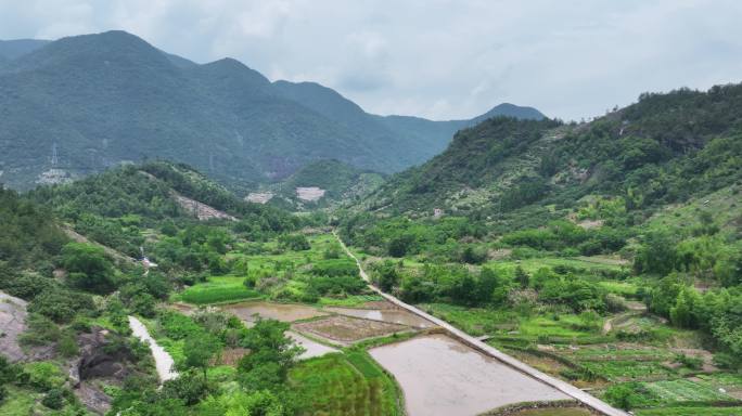 航拍台州仙居山村杨梅树林