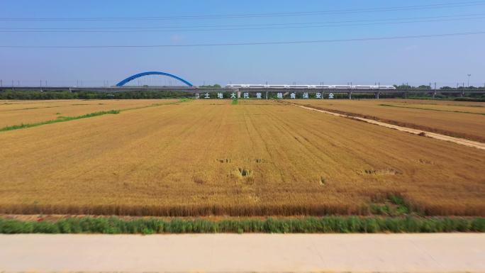 航拍小麦丰收 山东青岛小麦产区 高铁麦田