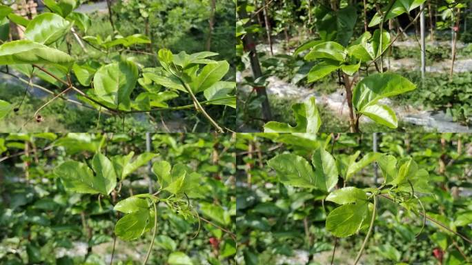 百香果苗种植百香果 西番莲果苗种植西番莲