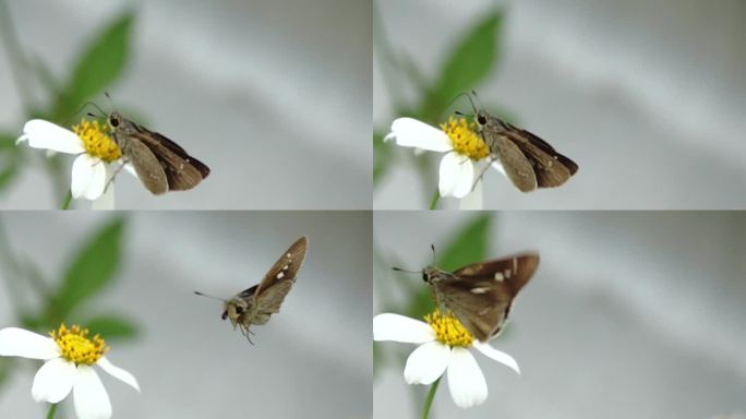漂亮蛾子  飞离花蕊 横向起飞 慢镜头