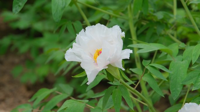 洛阳牡丹文化节王城公园盛开的牡丹花