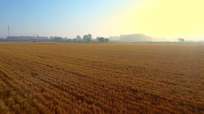 航拍小麦丰收 山东青岛小麦产区 唯美麦收