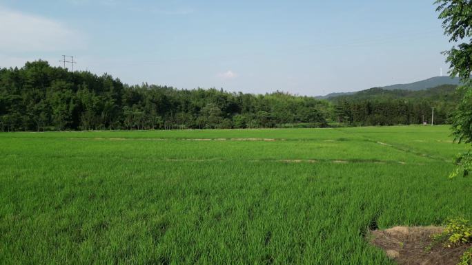 航拍稻田风光  万亩良田风景