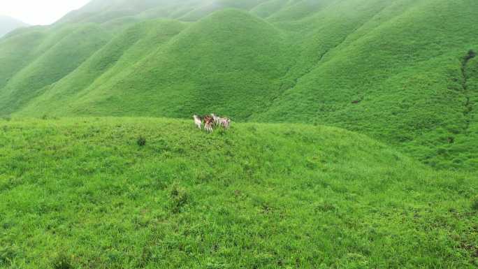 福建宁德航拍草场牧区草地牧场蓝天白云羊群