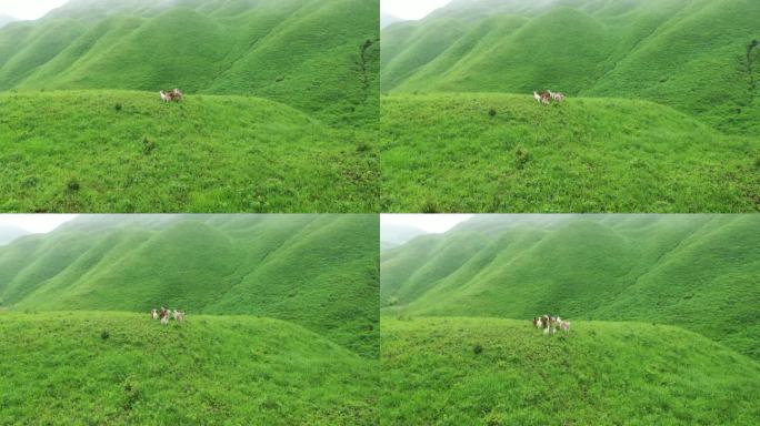 福建宁德航拍草场牧区草地牧场蓝天白云羊群