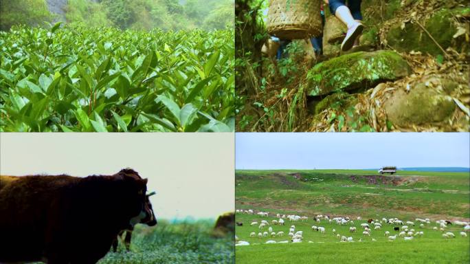 绿色树林 茶山风光 草原牛马