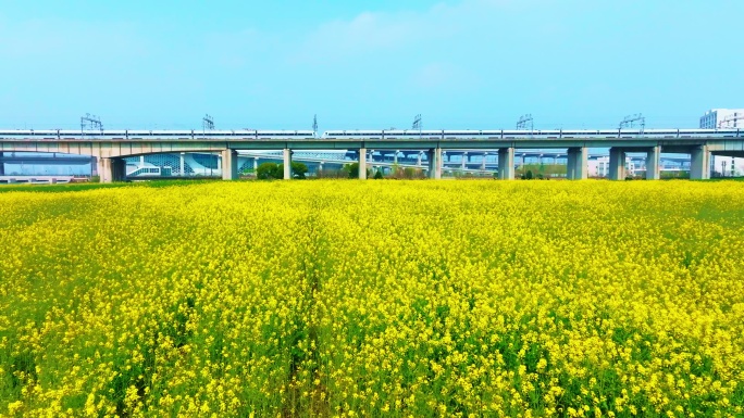 油菜花高铁航拍