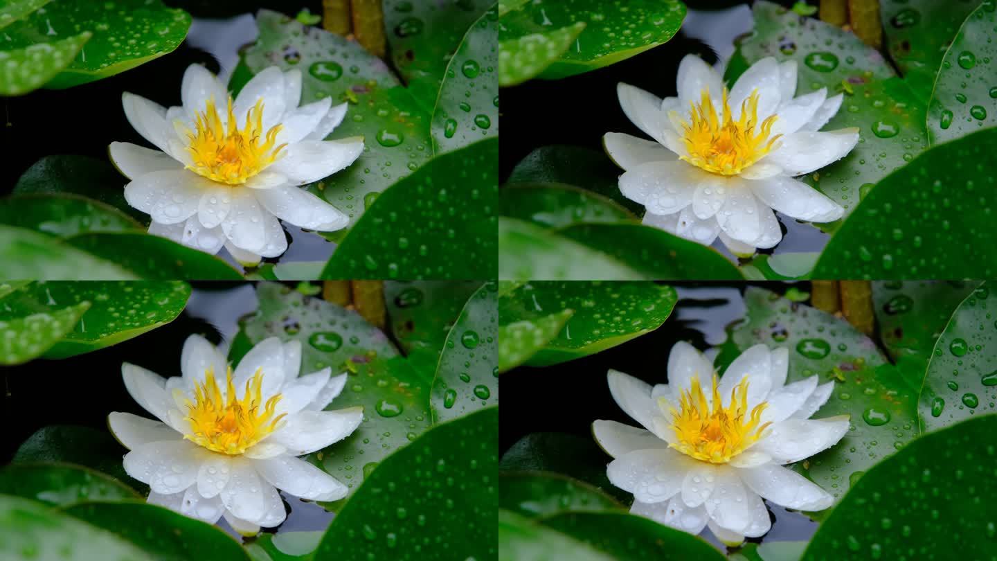 雨中盛开的唯美白色睡莲