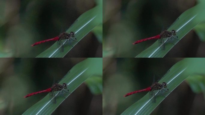 红肚子蜻蜓飞离草叶