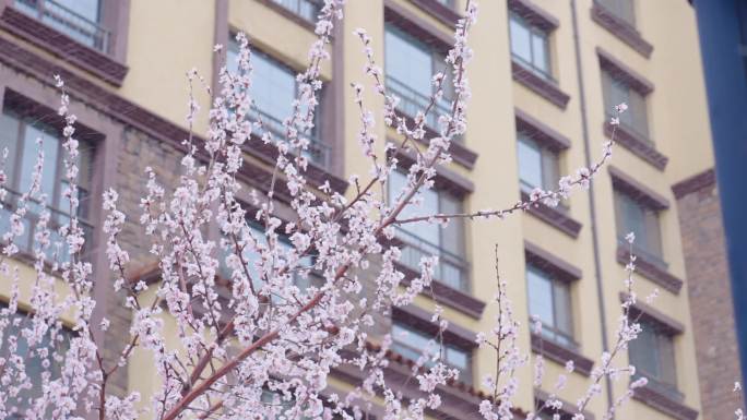 风雪中盛开的桃花