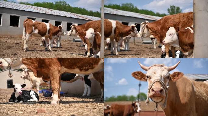 西门塔尔牛黄牛肉牛扶贫农业养牛