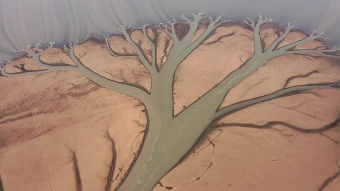 鄱阳湖的大地之树