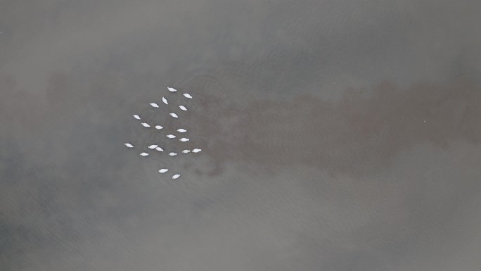 鄱阳湖的候鸟飞翔