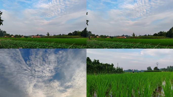 乡村绿色稻田·人们劳作·散步·纳凉