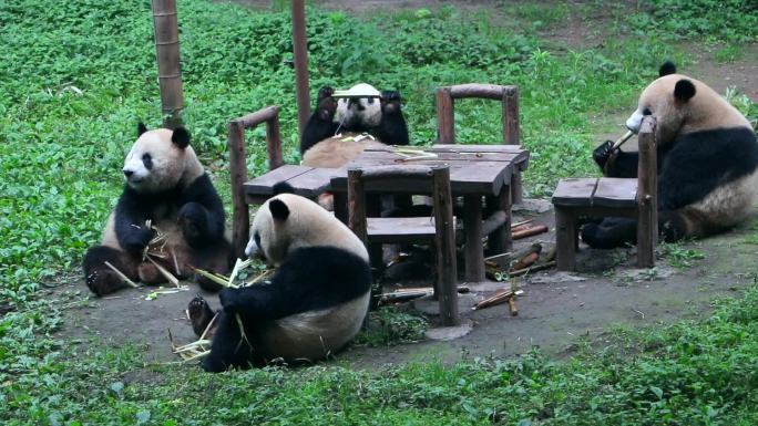 大熊猫一家四口