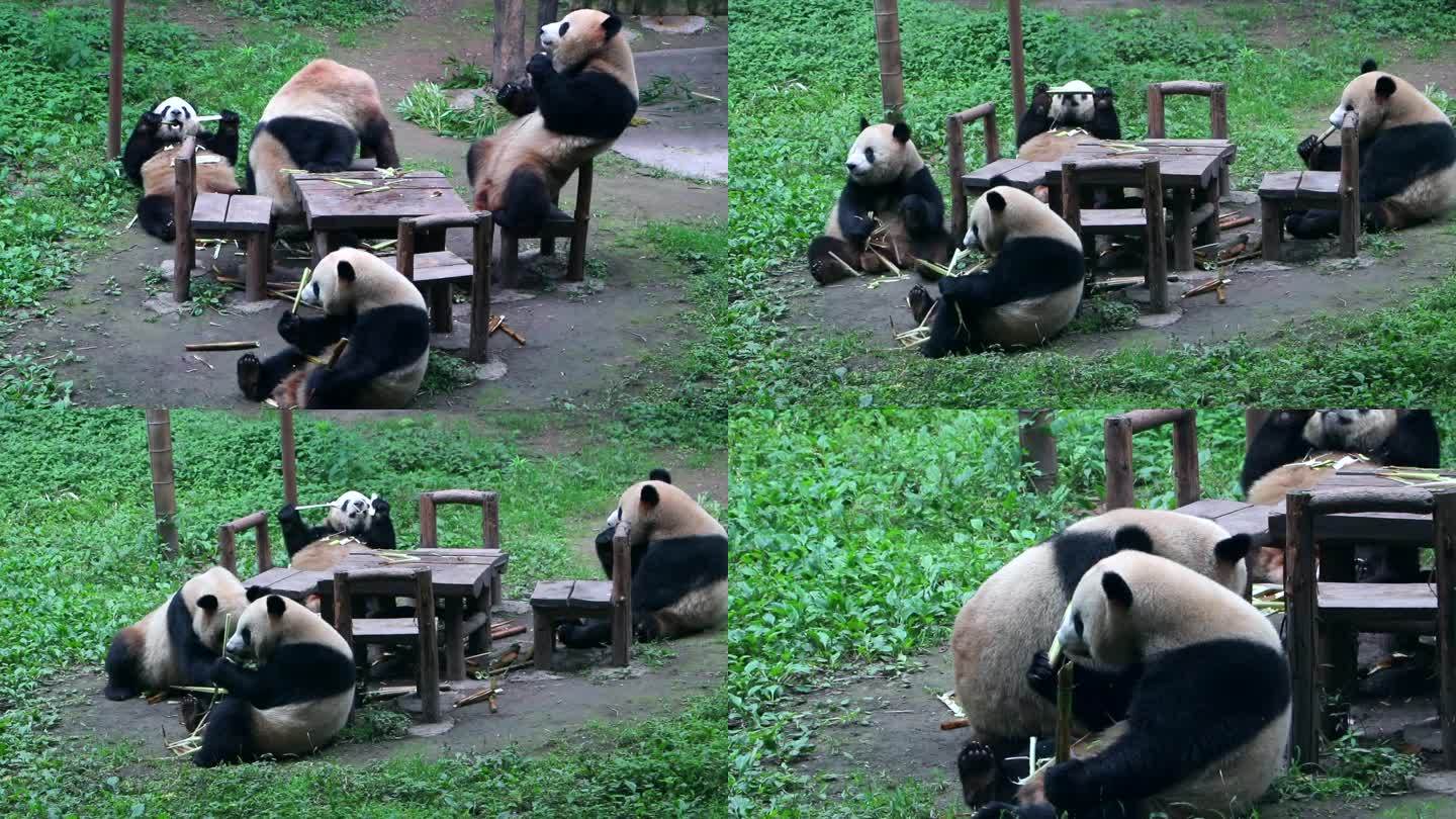 大熊猫一家四口