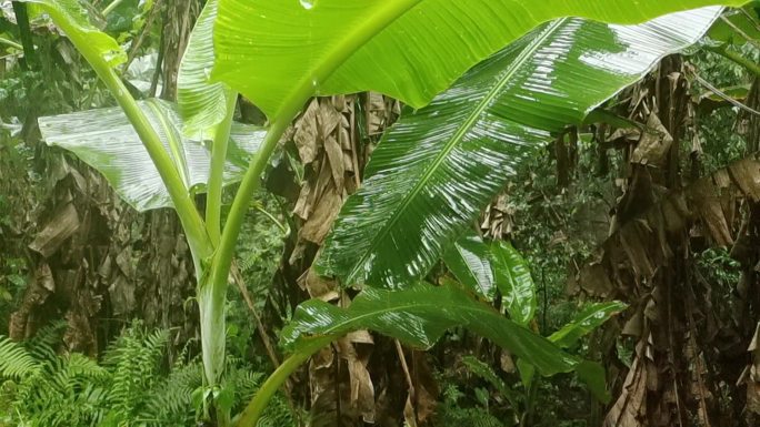 雨滴芭蕉 下雨雨打芭蕉 雨打树叶雨中树叶