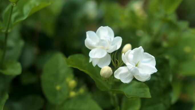 茉莉花田园