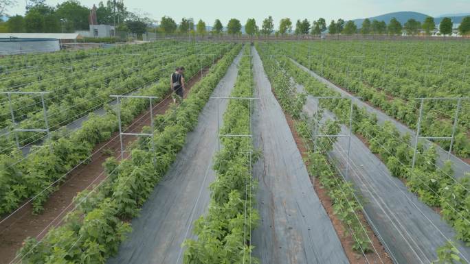 乡村振兴成行的树莓种植区