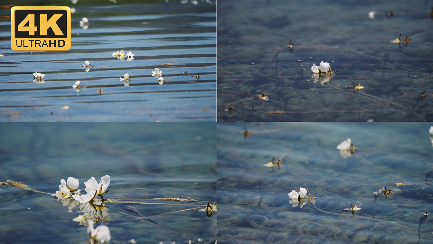 【4K】水性杨花，海菜花实拍素材