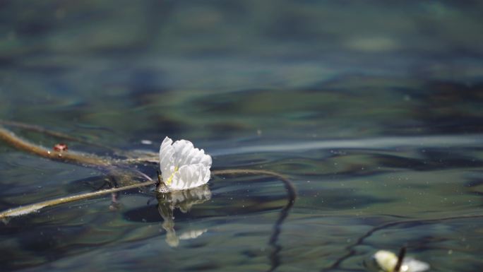 【4K】水性杨花，海菜花实拍素材