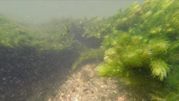 凉水河水底水草