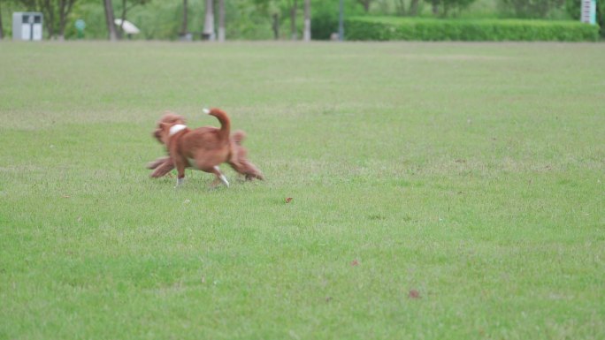公园草坪上玩耍的狗狗