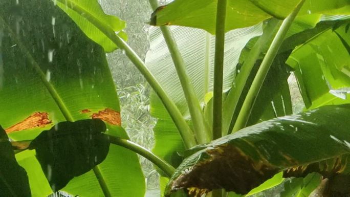 雨滴芭蕉下雨雨打芭蕉 雨打树叶雨中树叶