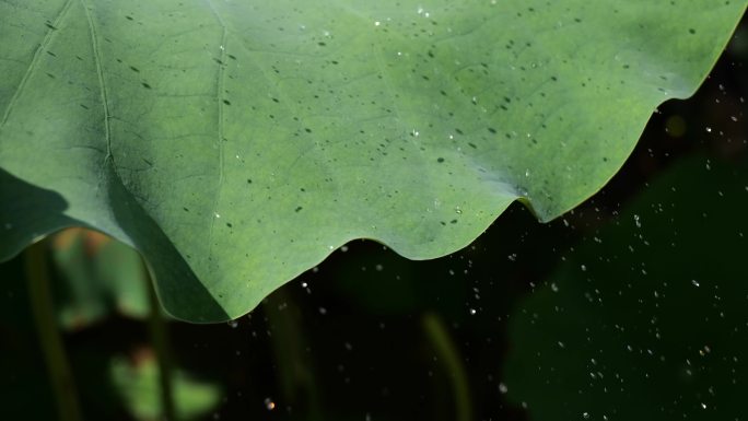 露水从荷叶上落下