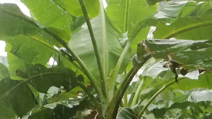 雨滴芭蕉 下雨 雨打芭蕉雨打树叶雨中树叶