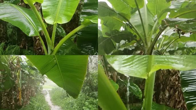 雨滴芭蕉 下雨 雨打芭蕉雨打树叶雨中树叶