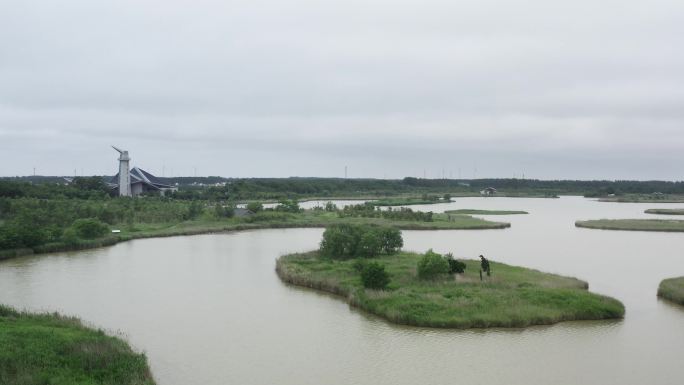 江苏盐城丹顶鹤湿地风光