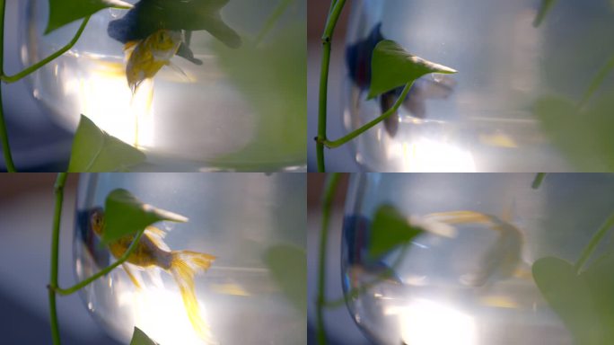 小鱼缸中游动的金鱼 绿植绿箩前景