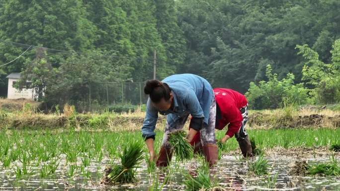 水稻种植【升格】