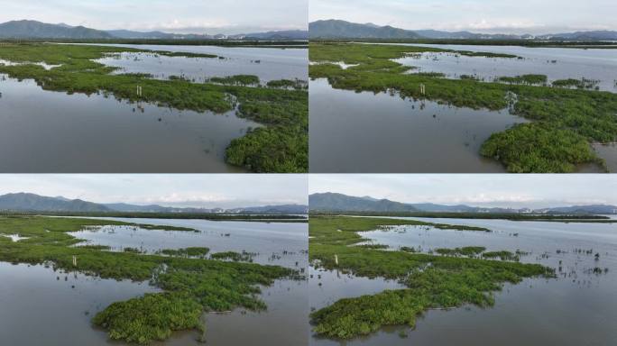 4K航拍深圳福田红树林湿地保护区