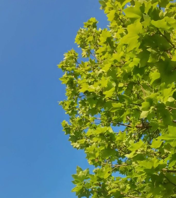 阳光-蓝天-小黄花-蜜蜂-运动场-空镜