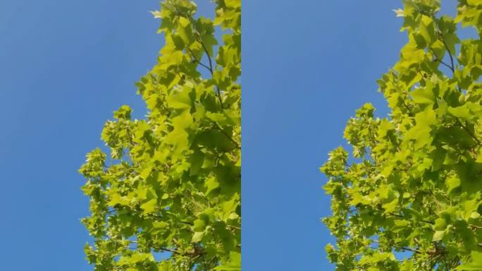 阳光-蓝天-小黄花-蜜蜂-运动场-空镜