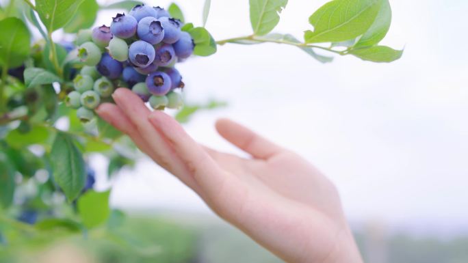 采摘蓝莓 蓝莓成熟 蓝莓园