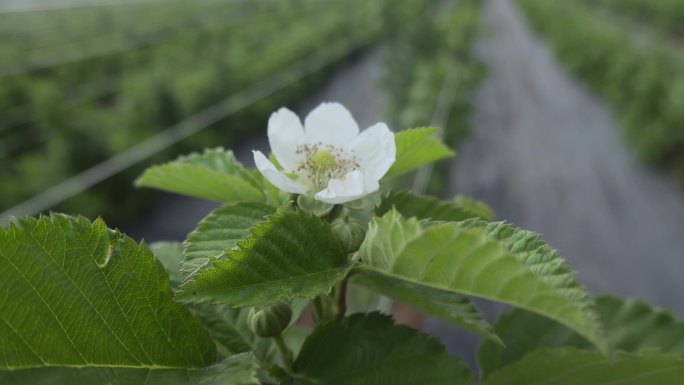 乡村振兴农业果树树莓种植开花白花