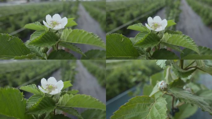 乡村振兴农业果树树莓种植开花白花