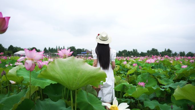 女性在荷花园奔跑、荷花特写镜头