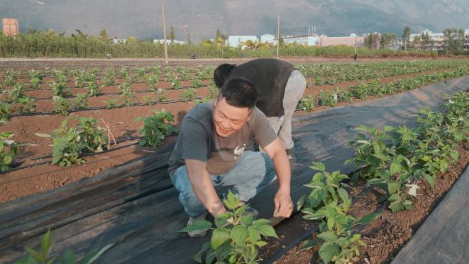 乡村振兴农民黄昏铺盖塑料地膜