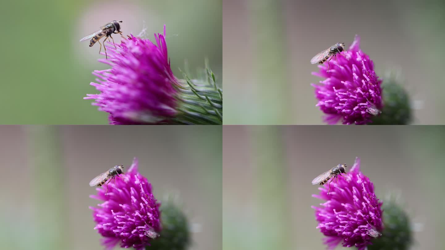 正在花朵上吸食花粉的食芽蝇