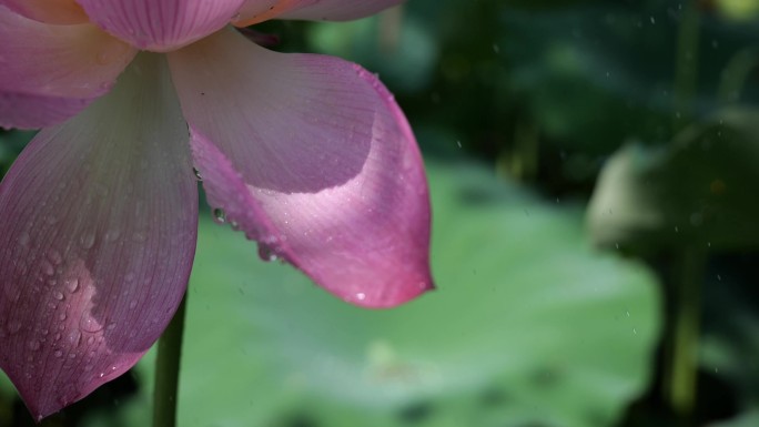 露水从荷花上落下