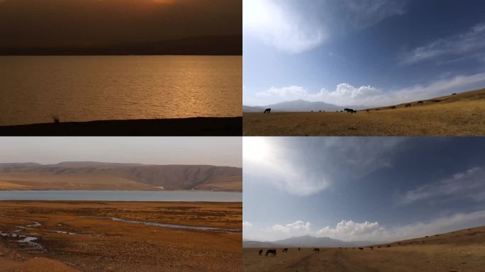 马场 草原阳光 牧场农业