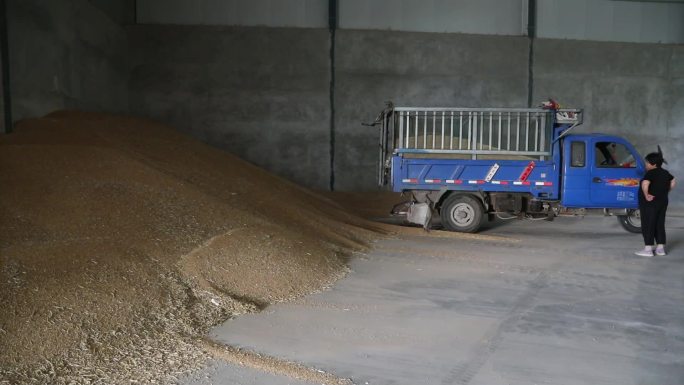 粮食收购 运输 收粮 乡村收粮 农用车