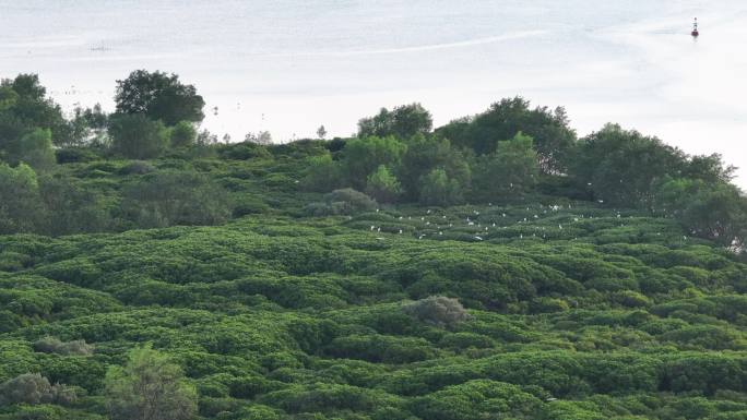 4K航拍深圳福田红树林湿地保护区