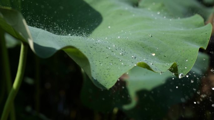 露水从荷叶上落下