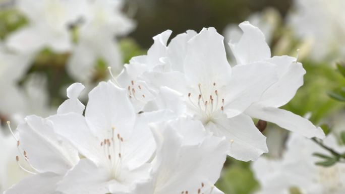 杜鹃花 映山红 花开 特写