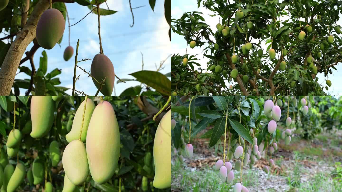 芒果｜农业｜芒果基地｜桂七｜大金黄｜台农